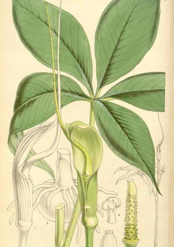 Reproducción/Reproduction 8569803290: Curtis's botanical magazine.. London ;New York [etc.] :Academic Press [etc.]