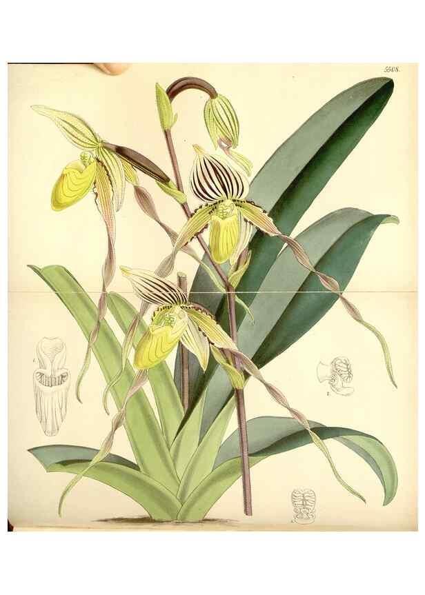 Reproducción/Reproduction 8569803900: Curtis's botanical magazine.. London ;New York [etc.] :Academic Press [etc.]