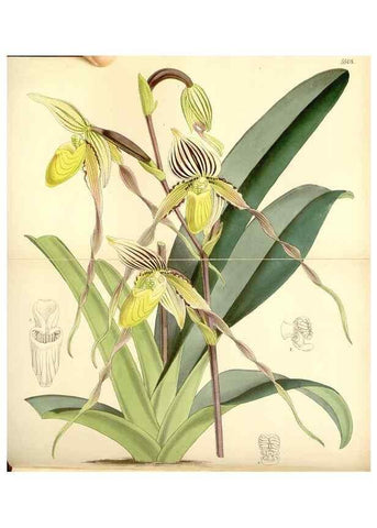 Reproducción/Reproduction 8569803900: Curtis's botanical magazine.. London ;New York [etc.] :Academic Press [etc.]