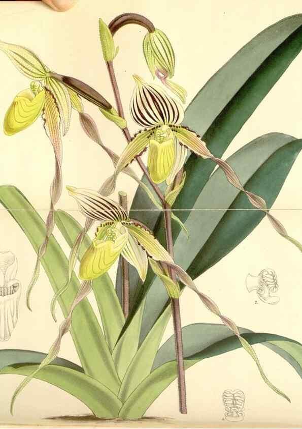 Reproducción/Reproduction 8569803900: Curtis's botanical magazine.. London ;New York [etc.] :Academic Press [etc.]