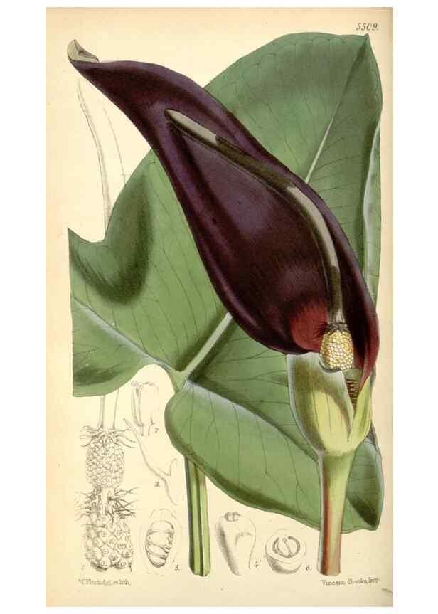 Reproducción/Reproduction 8568707365: Curtis's botanical magazine.. London ;New York [etc.] :Academic Press [etc.]
