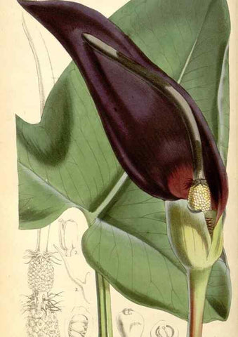 Reproducción/Reproduction 8568707365: Curtis's botanical magazine.. London ;New York [etc.] :Academic Press [etc.]