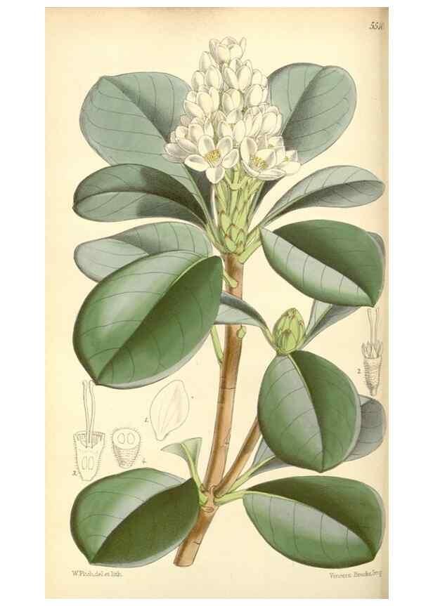 Reproducción/Reproduction 8568708449: Curtis's botanical magazine.. London ;New York [etc.] :Academic Press [etc.]