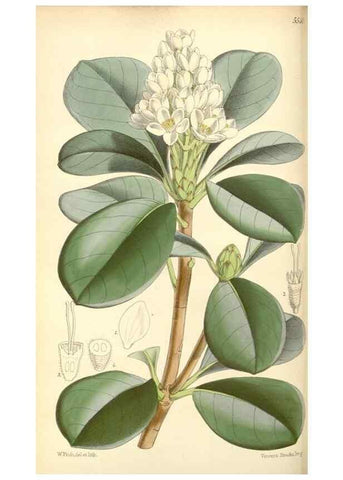 Reproducción/Reproduction 8568708449: Curtis's botanical magazine.. London ;New York [etc.] :Academic Press [etc.]