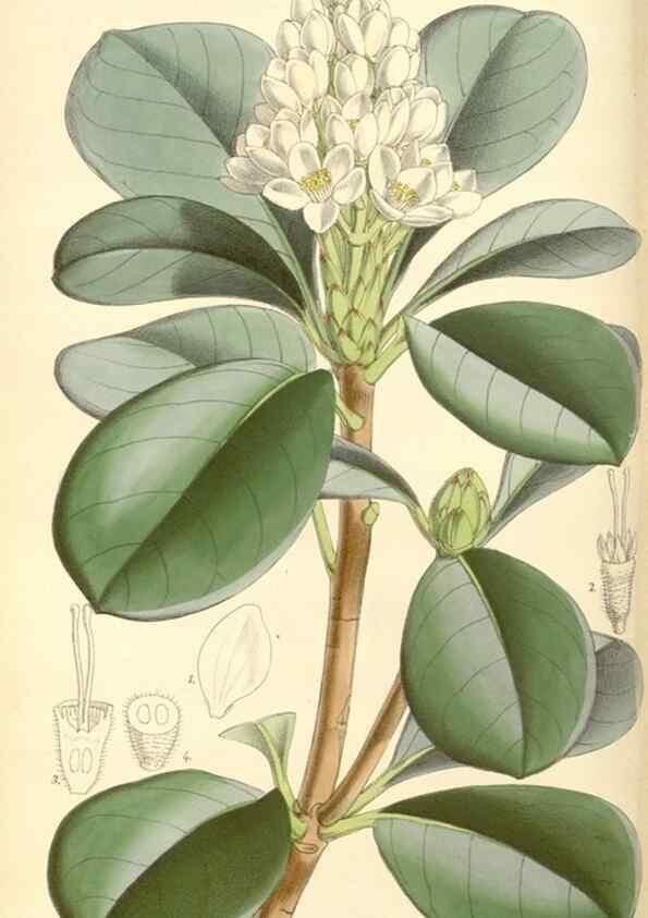Reproducción/Reproduction 8568708449: Curtis's botanical magazine.. London ;New York [etc.] :Academic Press [etc.]