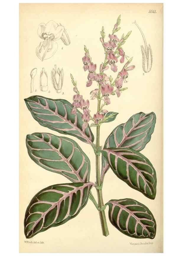 Reproducción/Reproduction 8569806730: Curtis's botanical magazine.. London ;New York [etc.] :Academic Press [etc.]