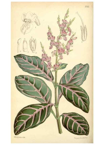 Reproducción/Reproduction 8569806730: Curtis's botanical magazine.. London ;New York [etc.] :Academic Press [etc.]