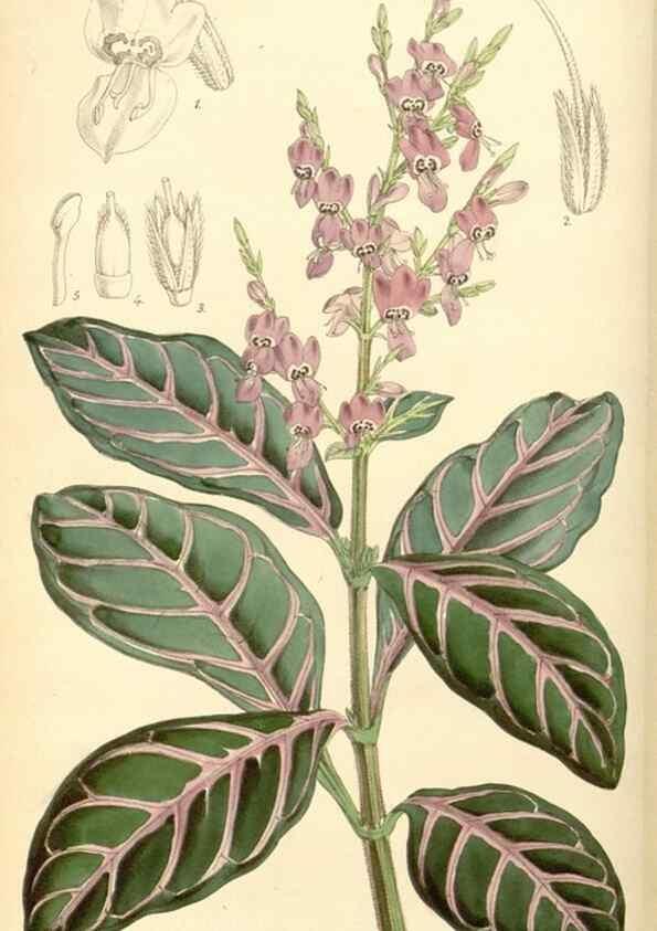 Reproducción/Reproduction 8569806730: Curtis's botanical magazine.. London ;New York [etc.] :Academic Press [etc.]