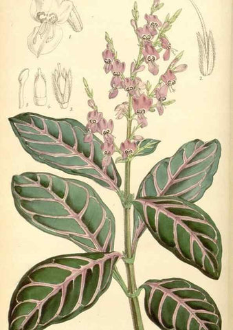 Reproducción/Reproduction 8569806730: Curtis's botanical magazine.. London ;New York [etc.] :Academic Press [etc.]