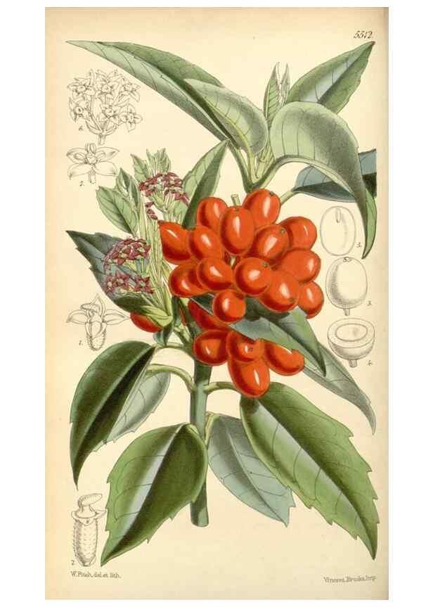 Reproducción/Reproduction 8568710051: Curtis's botanical magazine.. London ;New York [etc.] :Academic Press [etc.]