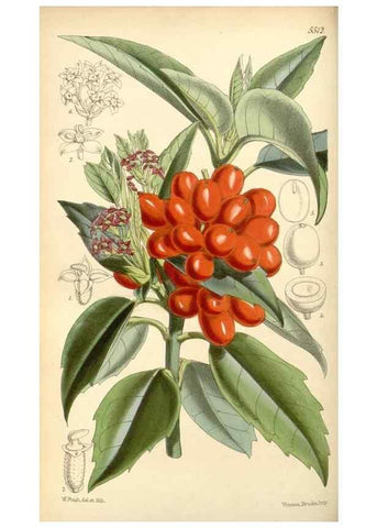Reproducción/Reproduction 8568710051: Curtis's botanical magazine.. London ;New York [etc.] :Academic Press [etc.]