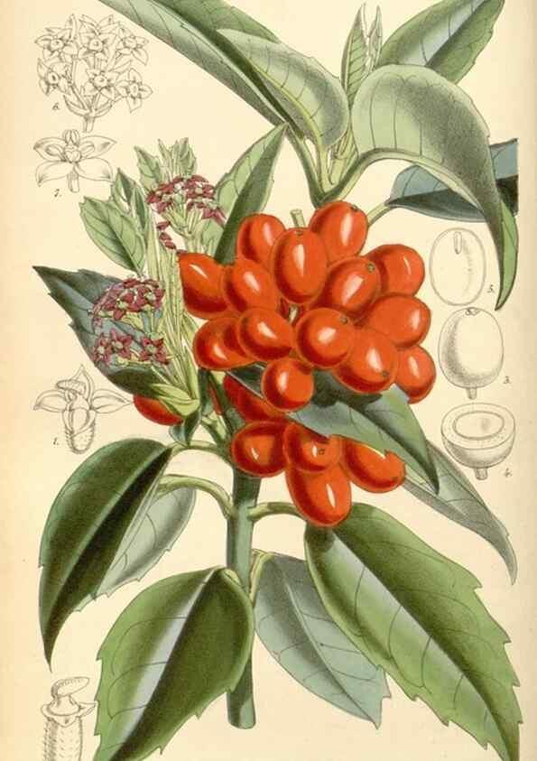 Reproducción/Reproduction 8568710051: Curtis's botanical magazine.. London ;New York [etc.] :Academic Press [etc.]