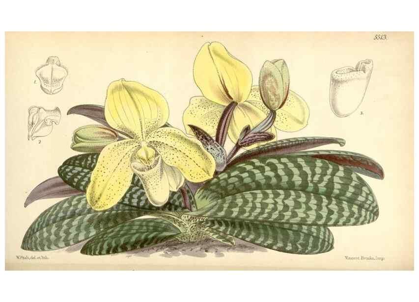 Reproducción/Reproduction 8569807914: Curtis's botanical magazine.. London ;New York [etc.] :Academic Press [etc.]