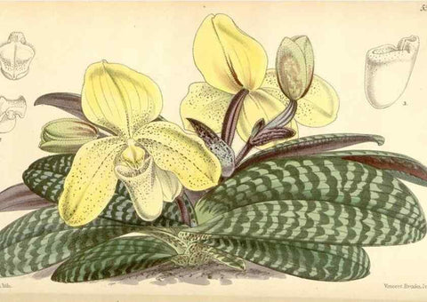Reproducción/Reproduction 8569807914: Curtis's botanical magazine.. London ;New York [etc.] :Academic Press [etc.]