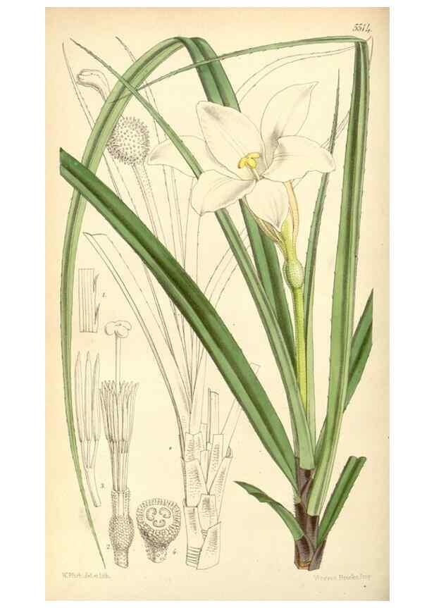 Reproducción/Reproduction 8568711289: Curtis's botanical magazine.. London ;New York [etc.] :Academic Press [etc.]