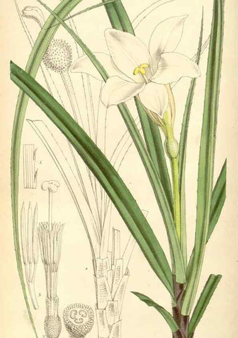 Reproducción/Reproduction 8568711289: Curtis's botanical magazine.. London ;New York [etc.] :Academic Press [etc.]
