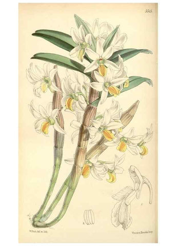 Reproducción/Reproduction 8569809888: Curtis's botanical magazine.. London ;New York [etc.] :Academic Press [etc.]
