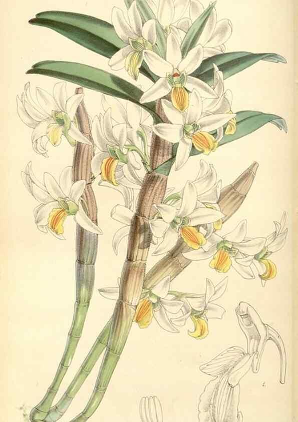 Reproducción/Reproduction 8569809888: Curtis's botanical magazine.. London ;New York [etc.] :Academic Press [etc.]