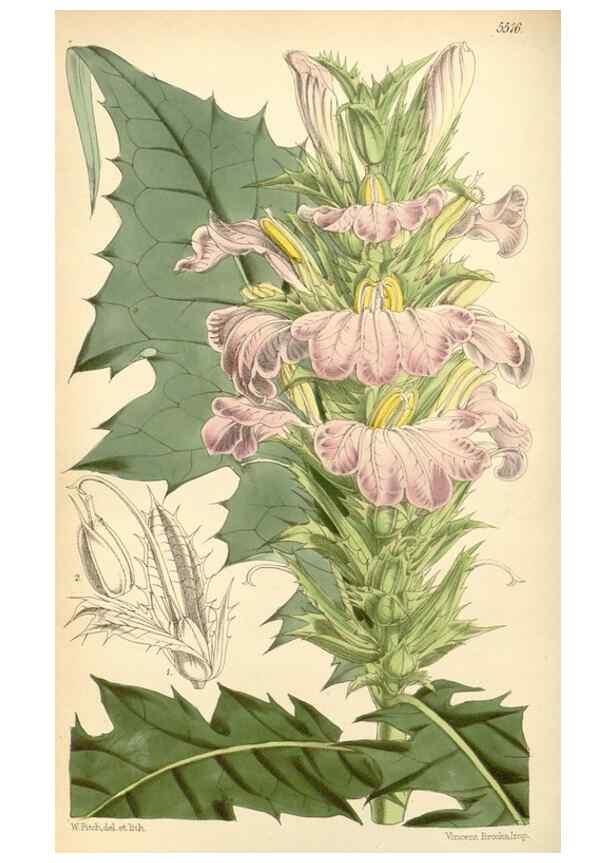 Reproducción/Reproduction 8568713289: Curtis's botanical magazine.. London ;New York [etc.] :Academic Press [etc.]