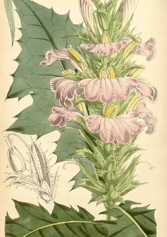 Reproducción/Reproduction 8568713289: Curtis's botanical magazine.. London ;New York [etc.] :Academic Press [etc.]