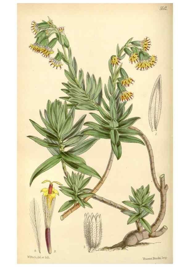 Reproducción/Reproduction 8569811746: Curtis's botanical magazine.. London ;New York [etc.] :Academic Press [etc.]