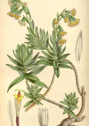 Reproducción/Reproduction 8569811746: Curtis's botanical magazine.. London ;New York [etc.] :Academic Press [etc.]