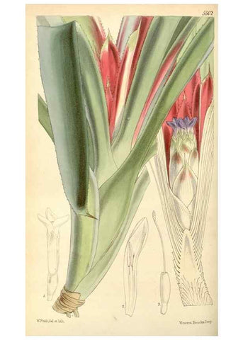 Reproducción/Reproduction 8568701413: Curtis's botanical magazine.. London ;New York [etc.] :Academic Press [etc.]