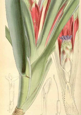 Reproducción/Reproduction 8568701413: Curtis's botanical magazine.. London ;New York [etc.] :Academic Press [etc.]