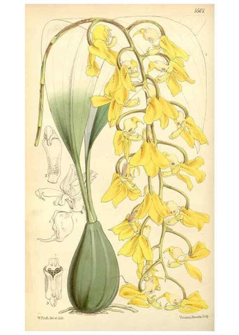 Reproducción/Reproduction 8568700467: Curtis's botanical magazine.. London ;New York [etc.] :Academic Press [etc.]