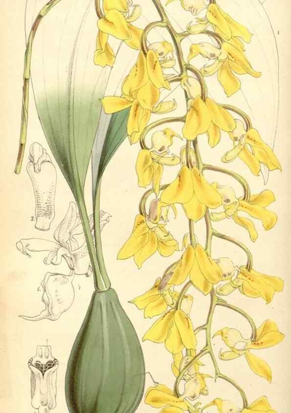 Reproducción/Reproduction 8568700467: Curtis's botanical magazine.. London ;New York [etc.] :Academic Press [etc.]