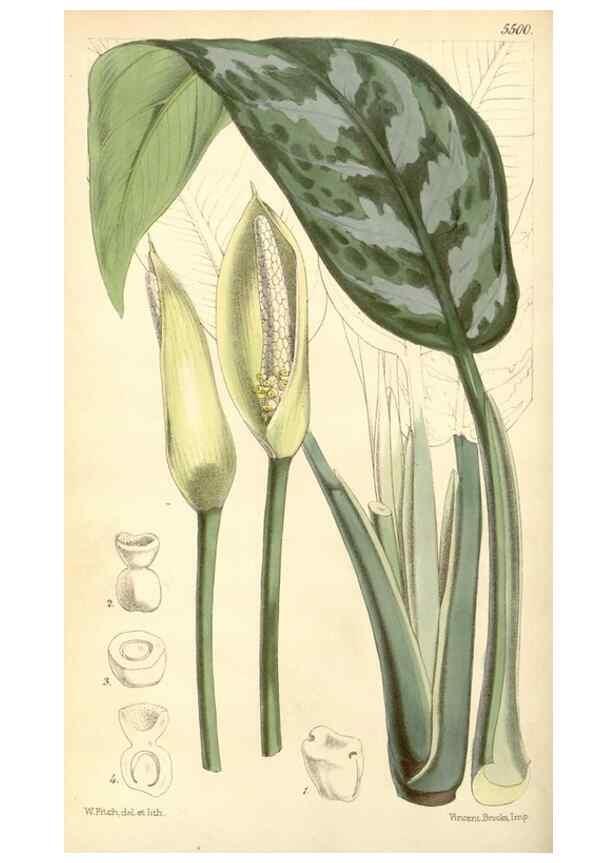 Reproducción/Reproduction 8569796846: Curtis's botanical magazine.. London ;New York [etc.] :Academic Press [etc.]