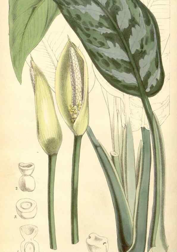 Reproducción/Reproduction 8569796846: Curtis's botanical magazine.. London ;New York [etc.] :Academic Press [etc.]