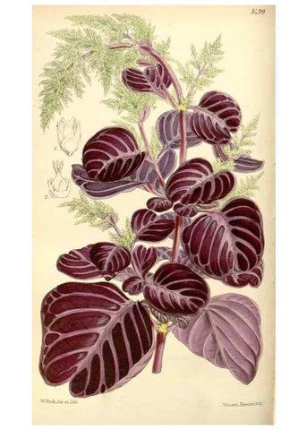 Reproducción/Reproduction 8568698387: Curtis's botanical magazine.. London ;New York [etc.] :Academic Press [etc.]