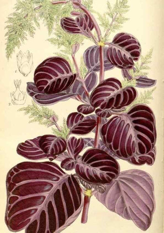 Reproducción/Reproduction 8568698387: Curtis's botanical magazine.. London ;New York [etc.] :Academic Press [etc.]