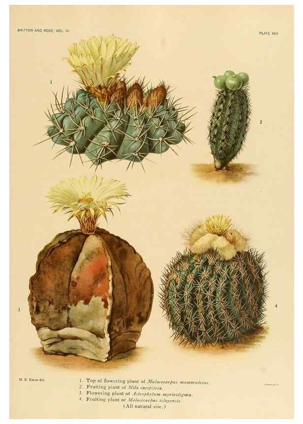 Reproducción/Reproduction 8569090866: The Cactaceae :. Washington :Carnegie Institution of Washington,1919-1923.