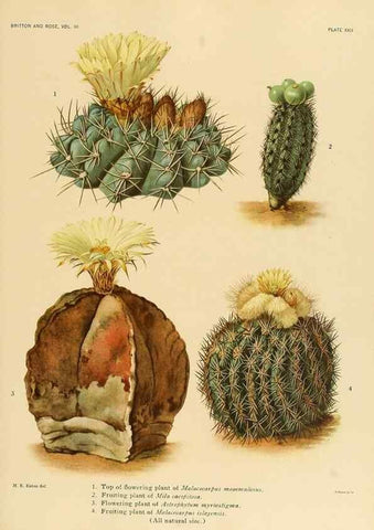 Reproducción/Reproduction 8569090866: The Cactaceae :. Washington :Carnegie Institution of Washington,1919-1923.