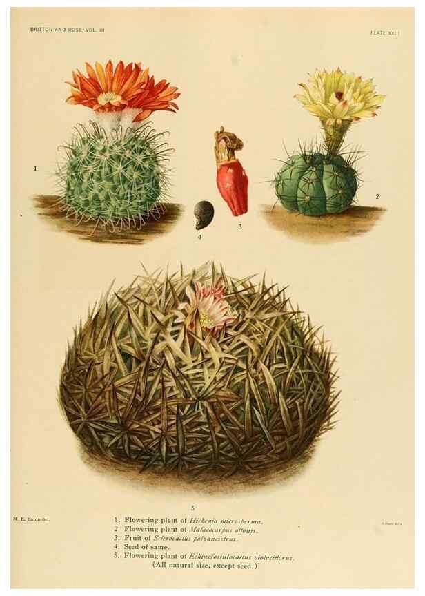 Reproducción/Reproduction 8569091680: The Cactaceae :. Washington :Carnegie Institution of Washington,1919-1923.