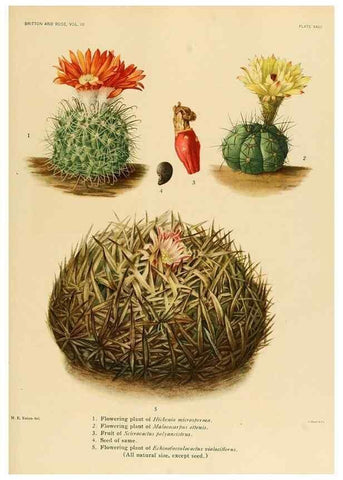 Reproducción/Reproduction 8569091680: The Cactaceae :. Washington :Carnegie Institution of Washington,1919-1923.