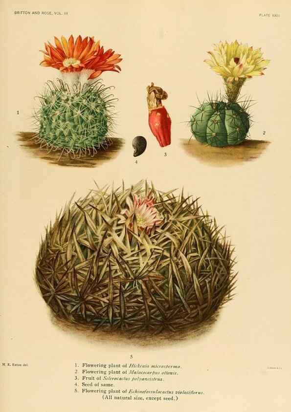 Reproducción/Reproduction 8569091680: The Cactaceae :. Washington :Carnegie Institution of Washington,1919-1923.