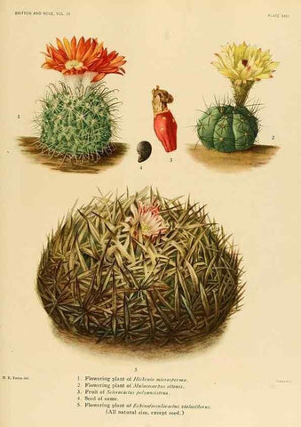 Reproducción/Reproduction 8569091680: The Cactaceae :. Washington :Carnegie Institution of Washington,1919-1923.