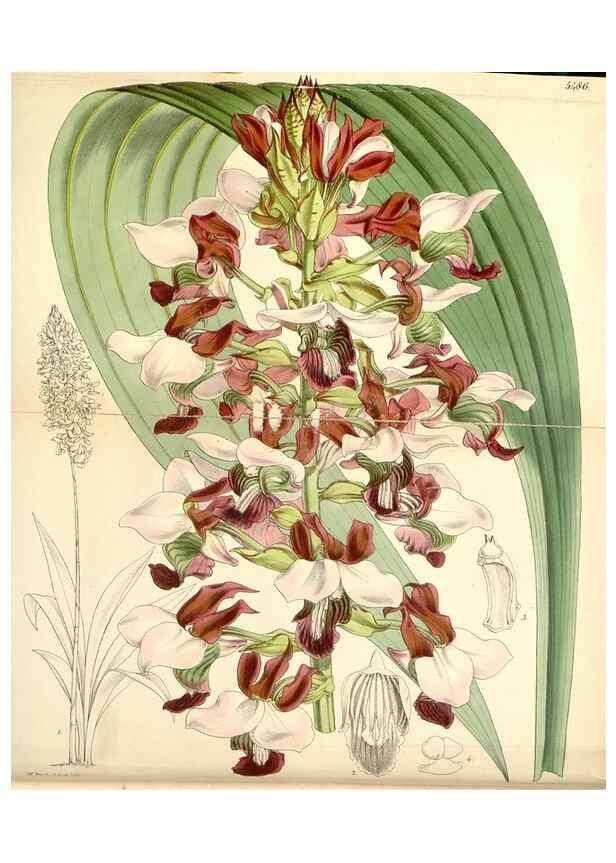 Reproducción/Reproduction 8568686275: Curtis's botanical magazine.. London ;New York [etc.] :Academic Press [etc.]