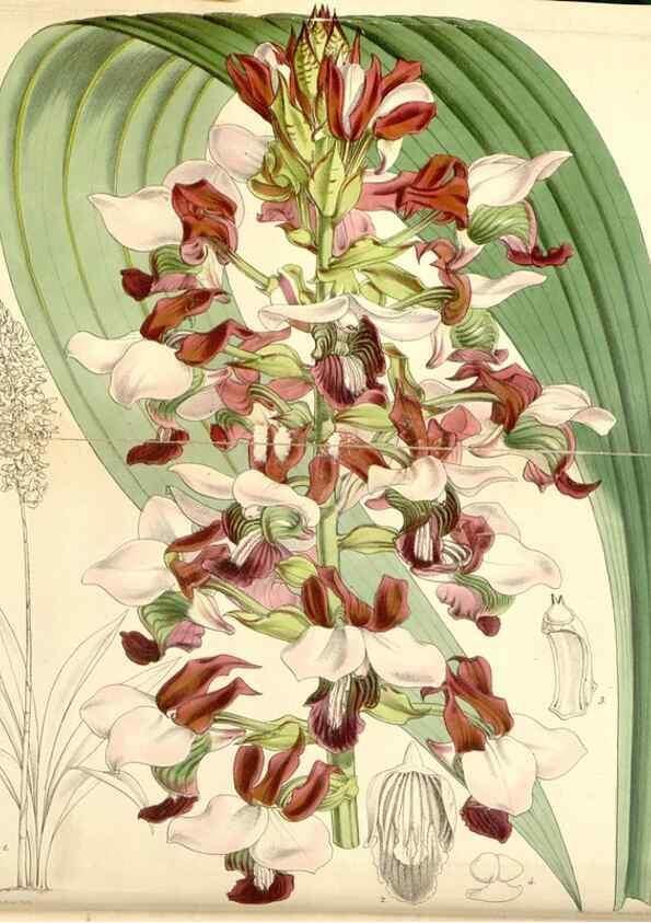 Reproducción/Reproduction 8568686275: Curtis's botanical magazine.. London ;New York [etc.] :Academic Press [etc.]