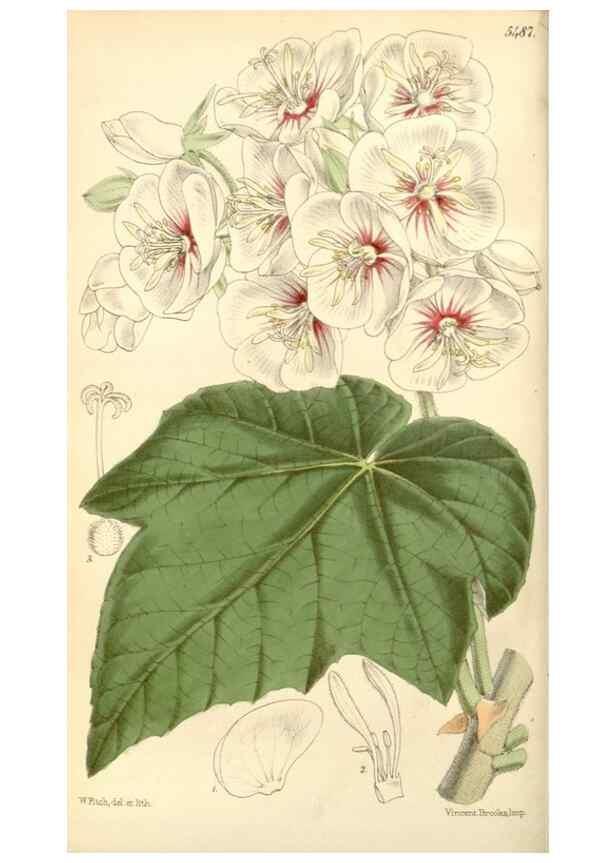 Reproducción/Reproduction 8569784716: Curtis's botanical magazine.. London ;New York [etc.] :Academic Press [etc.]