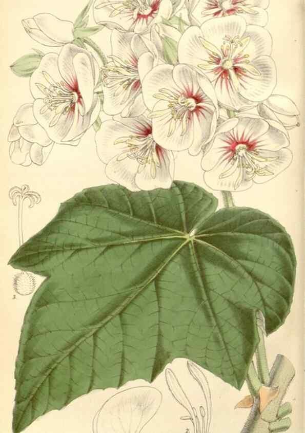 Reproducción/Reproduction 8569784716: Curtis's botanical magazine.. London ;New York [etc.] :Academic Press [etc.]