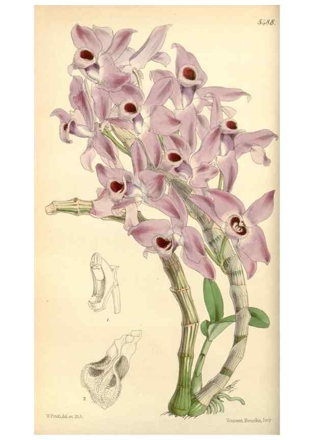 Reproducción/Reproduction 8568688193: Curtis's botanical magazine.. London ;New York [etc.] :Academic Press [etc.]