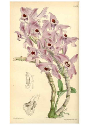 Reproducción/Reproduction 8568688193: Curtis's botanical magazine.. London ;New York [etc.] :Academic Press [etc.]