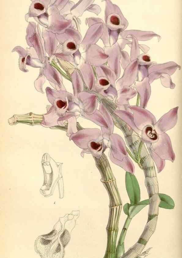 Reproducción/Reproduction 8568688193: Curtis's botanical magazine.. London ;New York [etc.] :Academic Press [etc.]