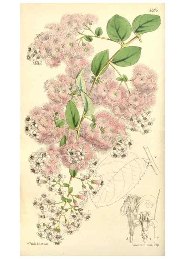 Reproducción/Reproduction 8568689065: Curtis's botanical magazine.. London ;New York [etc.] :Academic Press [etc.]