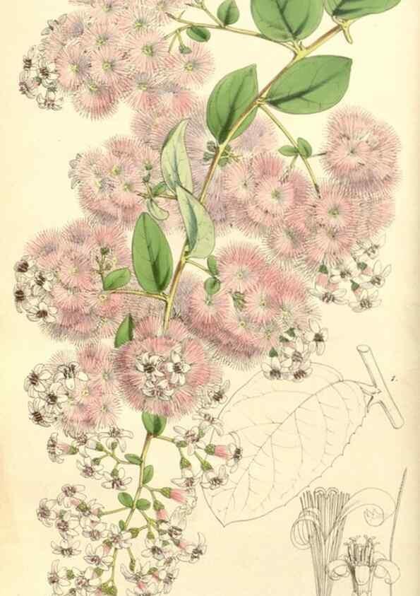 Reproducción/Reproduction 8568689065: Curtis's botanical magazine.. London ;New York [etc.] :Academic Press [etc.]