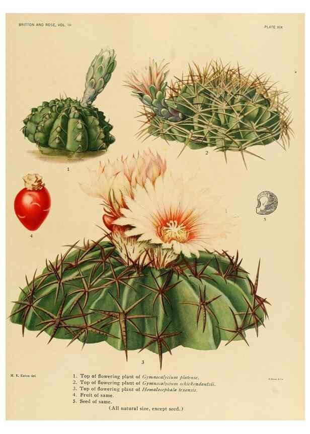 Reproducción/Reproduction 8567991727: The Cactaceae :. Washington :Carnegie Institution of Washington,1919-1923.